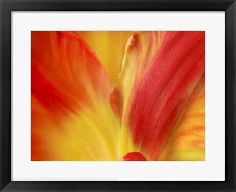 Framed Tulipa Print