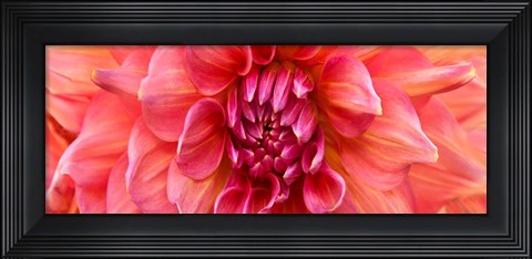 Framed Perfect Dahlia Print