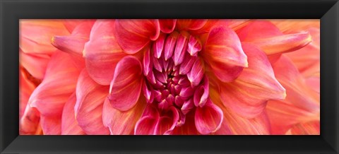 Framed Perfect Dahlia Print