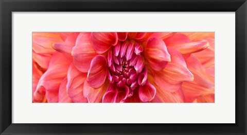 Framed Perfect Dahlia Print