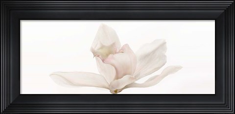Framed Cattleya Print