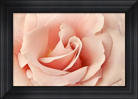 Framed Rosa Print