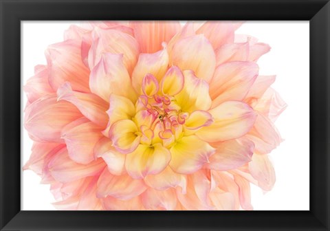 Framed Coral Dahlia Print