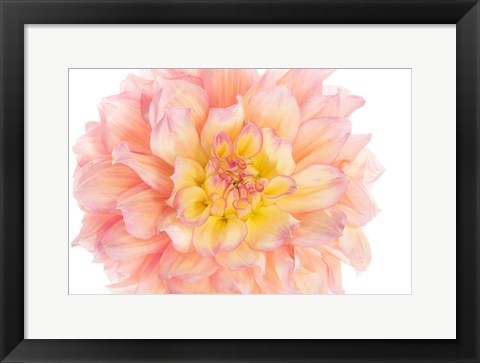 Framed Coral Dahlia Print