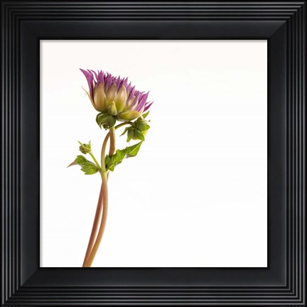 Framed Vera Dahlia Print