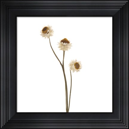 Framed Strawflower Print