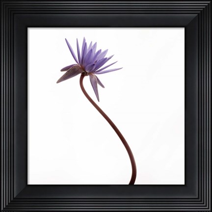 Framed Water Lily Print