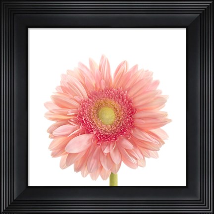 Framed Gerbera Daisy Print