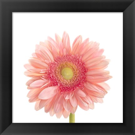 Framed Gerbera Daisy Print