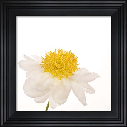 Framed Gold Standard Peony Print