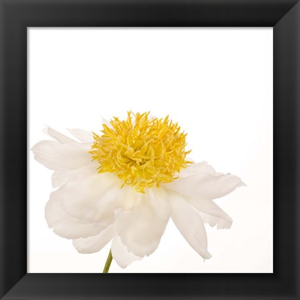 Framed Gold Standard Peony Print