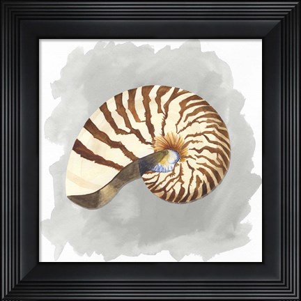 Framed Shells on Grey III Print