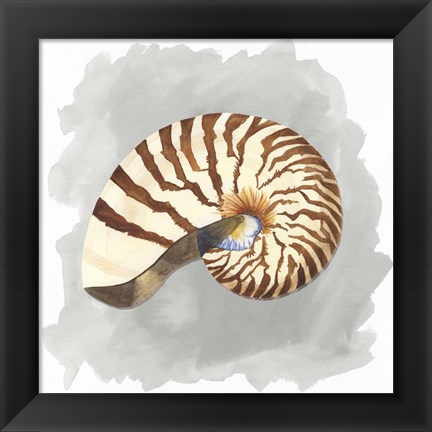 Framed Shells on Grey III Print