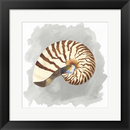 Framed Shells on Grey III Print