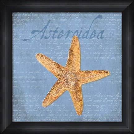 Framed Oceanum Shells Blue VI Print
