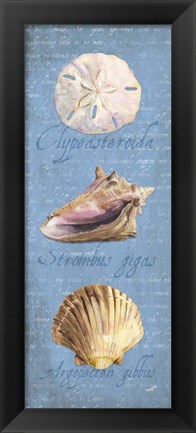 Framed Oceanum Shell Panel Blue I Print