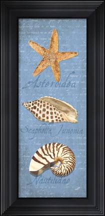Framed Oceanum Shell Panel Blue II Print