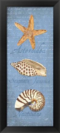 Framed Oceanum Shell Panel Blue II Print