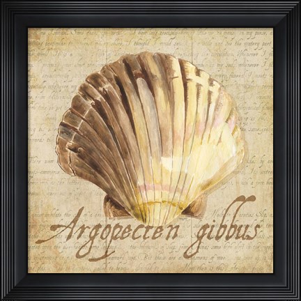 Framed Oceanum Shells Beige V Print