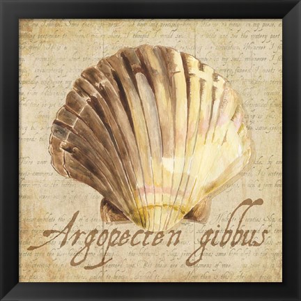 Framed Oceanum Shells Beige V Print