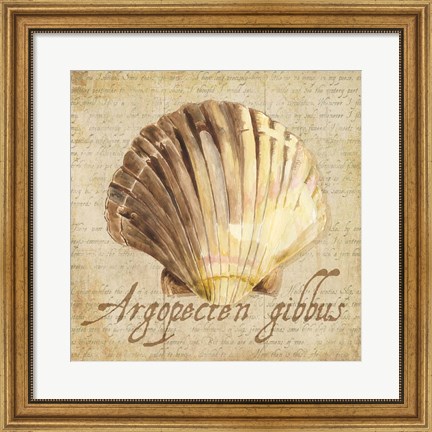 Framed Oceanum Shells Beige V Print
