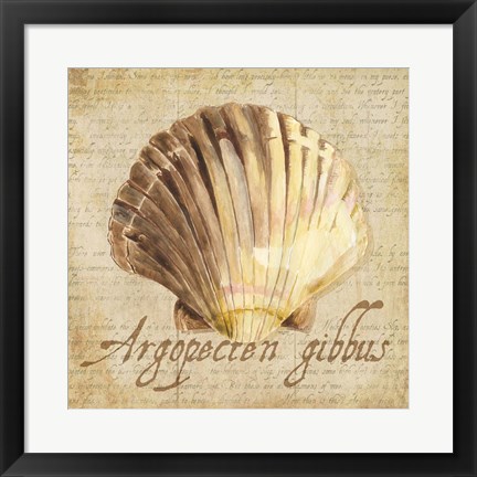 Framed Oceanum Shells Beige V Print