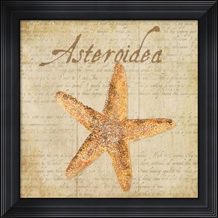 Framed Oceanum Shells Beige VI Print