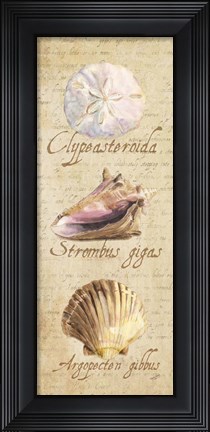 Framed Oceanum Shell Panel Beige I Print