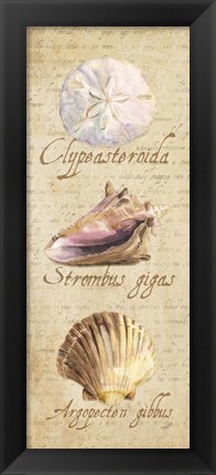 Framed Oceanum Shell Panel Beige I Print