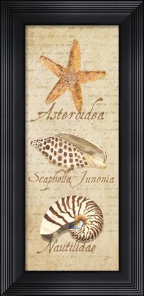 Framed Oceanum Shell Panel Beige II Print