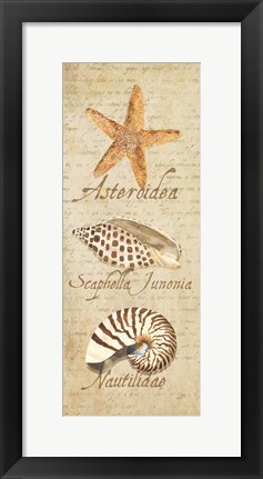 Framed Oceanum Shell Panel Beige II Print