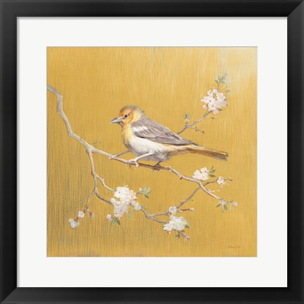 Framed Northern Oriole on Gold Print
