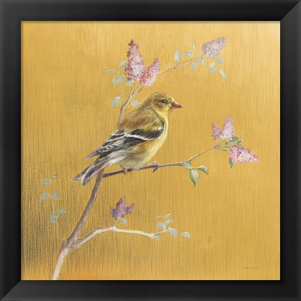 Framed Female Goldfinch on Gold Print