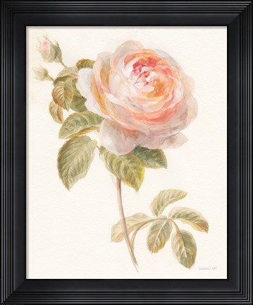 Framed Garden Rose Print
