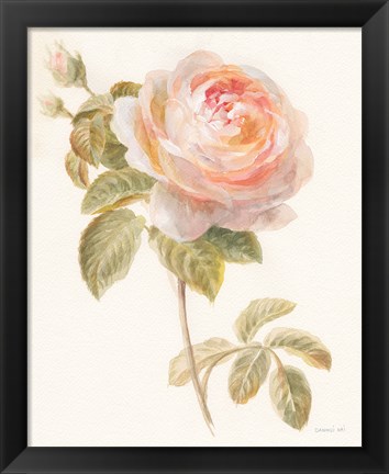 Framed Garden Rose Print