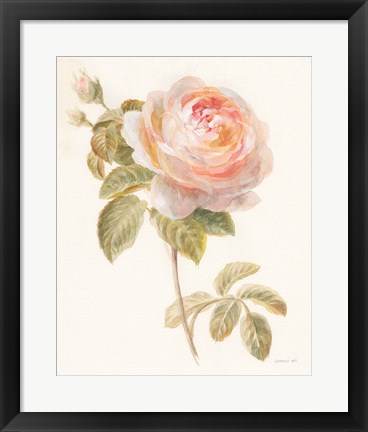 Framed Garden Rose Print