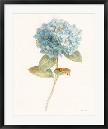 Framed Garden Hydrangea Print