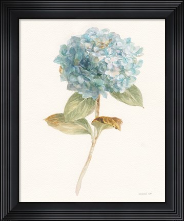 Framed Garden Hydrangea Print