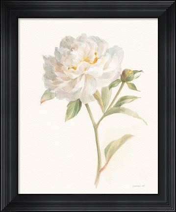 Framed Garden Peony Print