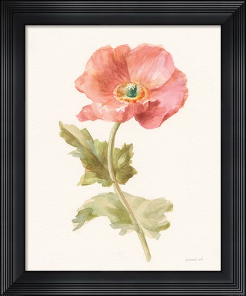 Framed Garden Poppy Print