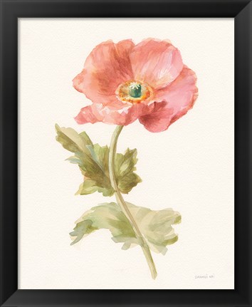 Framed Garden Poppy Print