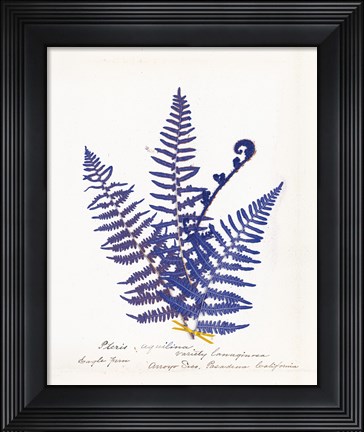 Framed Botanical Fern IV Blue Light Print