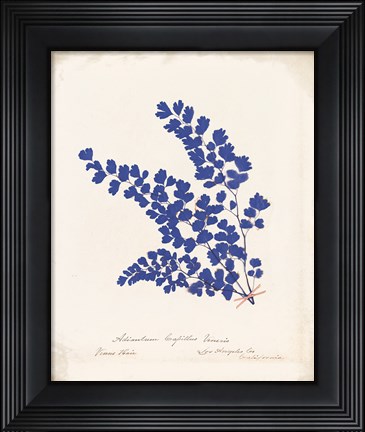 Framed Botanical Fern III Blue Aged Print