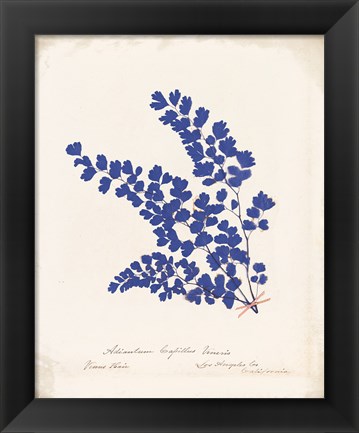 Framed Botanical Fern III Blue Aged Print