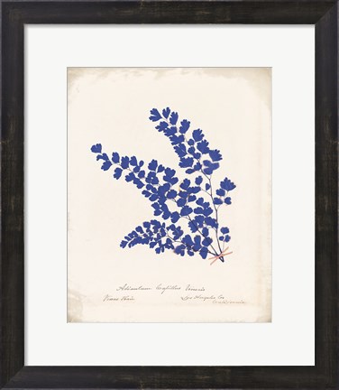 Framed Botanical Fern III Blue Aged Print