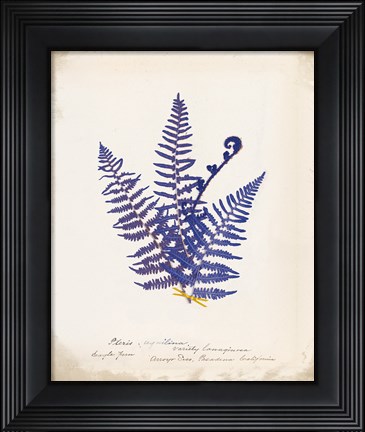 Framed Botanical Fern IV Blue Print