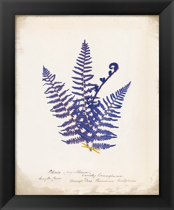 Framed Botanical Fern IV Blue Print