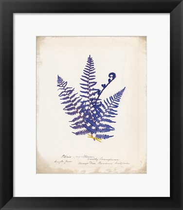 Framed Botanical Fern IV Blue Print