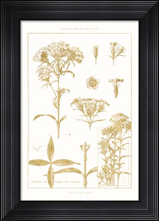 Framed Golden Phlox on White Print