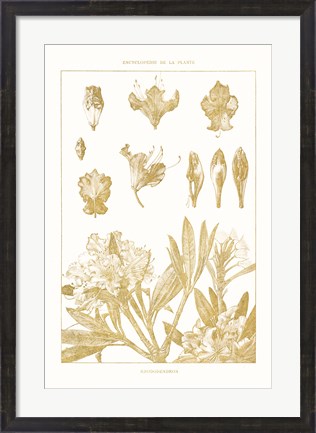 Framed Golden Rhododendron on White Print